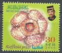 Rafflesia priceri