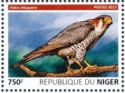 The Red Necked Falcon (Falco chicquera)