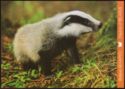 Badger (Meles meles)