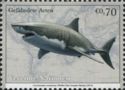White Shark (Carcharodon carcharias)