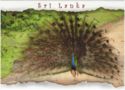 Peacock at Yala National Park
