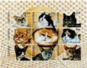 Cat Breeds from All Over the World