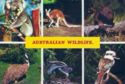 Australian Wildlife-birds & mammals