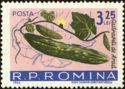 Cucumber (Cucumis sativus)