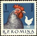 Rooster (Gallus gallus domesticus)