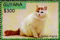Turkish Angora