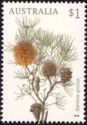 Banksia grossa