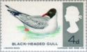 Black-headed Gull (Larus ridibundus)