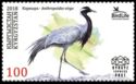 Demoiselle Crane (Anthropoides virgo)