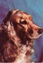 Cocker Spaniel Auriu