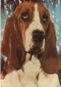 Basset (Hound)