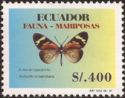 Butterfly (Actinote equatoria)