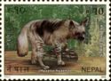 Striped Hyaena (Hyaena hyaena)