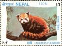 Himalayan Red Panda (Ailurus fulgens)