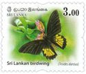 Sri Lankan Birdwing (Troides darsius)