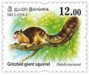Grizzled Giant Squirrel (Ratufa macroura)