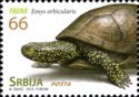European Pond Turtle (Emys orbicularis)