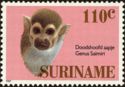 Guianan Squirrel Monkey (Saimiri sciureus)