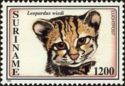 Margay (Leopardus wiedi)