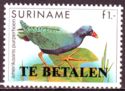 Purple Gallinule (Porphyrio martinica) - overprint