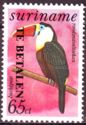 White-throated Toucan (Ramphastos tucanus) - overprint