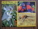 Australia - Fauna