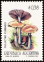 Psilocybe cubernis