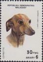 Greyhound (Canis lupus familiaris)