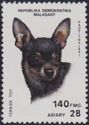 Toy Terrier (Canis lupus familiaris)