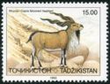 Bukharan Markhor (Capra falconeri heptneri)