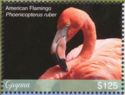 American Flamingo (Phoenicopterus ruber)