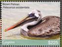 Brown Pelican (Pelecanus occidentalis)