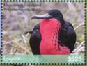 Magnificent Frigatebird (Fregata magnificens)