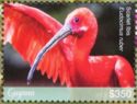 Scarlet Ibis (Eudocimus ruber)