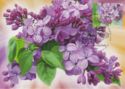 Lilac "Gortenziya"