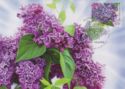 Lilac "Dzhambul"