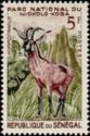 Roan Antelope (Hippotragus equinus)