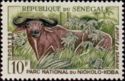 West African Buffalo (Syncerus caffer brachyceros)