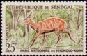 Harnessed Bushbuck (Tragelaphus scriptus)