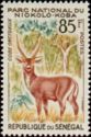 Defassa Waterbuck (Kobus defassa)