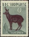 Alpine Chamois (Rupicapra rupicapra)