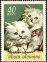 Persian cats (Felis silvestris catus)
