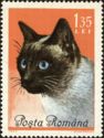 Siamese Cat (Felis silvestris catus)