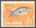 Three-spot Gourami (Trichogaster trichopterus)