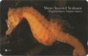 Short Snouted Seahorse