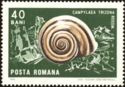 Land Snail sp. (Campylaea trizona)