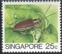 Water Beetle (Donacia javana)