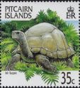 Mr Turpen Tortoise (Chelonoidis elephantopus)