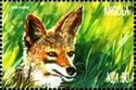 Golden jackal (Canis aureus)