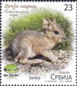 Patagonian Mara (Dolichotis patagonum)